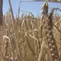 Житниця всієї Європи: експорт зернових з України досяг позначку в 30 млн тонн