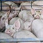 У Києві впали ціни на свинину