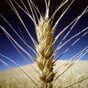 Податківці викрили багатомільйонні махінації з експортом зерна