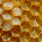 Україна за 5 місяців експортувала 12,4 тис. тонн меду