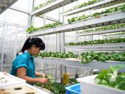 Вертикальные фермы помогут Сингапуру сократить импорт овощей