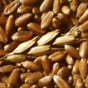 Україна експортувала понад 25 мільйонів тонн зерна
