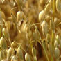 У 2013 році українські виробники зернових втратять близько 2 млрд. грн