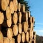 Україна скасує заборону на експорт деревини в найближчі тижні - Юнкер