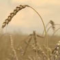 Пшениця подешевшала на 3,8%