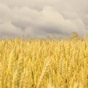 Україна збере другий за обсягом врожай у новітній історії