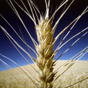 Україна оновила рекорд з врожаю зернових — Милованов
