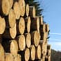 Зеленський підписав закон про інвентаризацію лісів в Україні