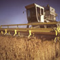 ООН поліпшила прогноз світового виробництва зернових до 2,6 мільярда тонн