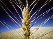 Экспорт зерновых превысил 26 миллионов тонн — Минагро